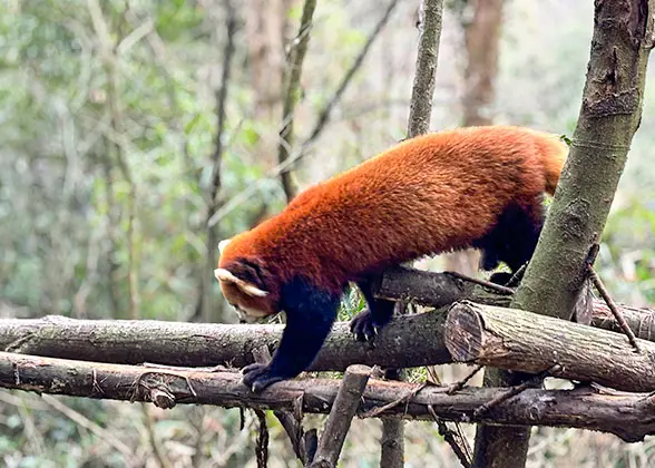 Red Panda in Dujiangyan Panda Valley