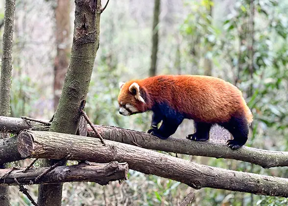 Red Panda at Dujiangyan Panda Base
