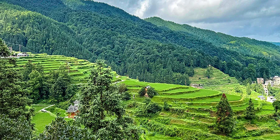 Rice Terrace Field, Zhaoxing Dong Village