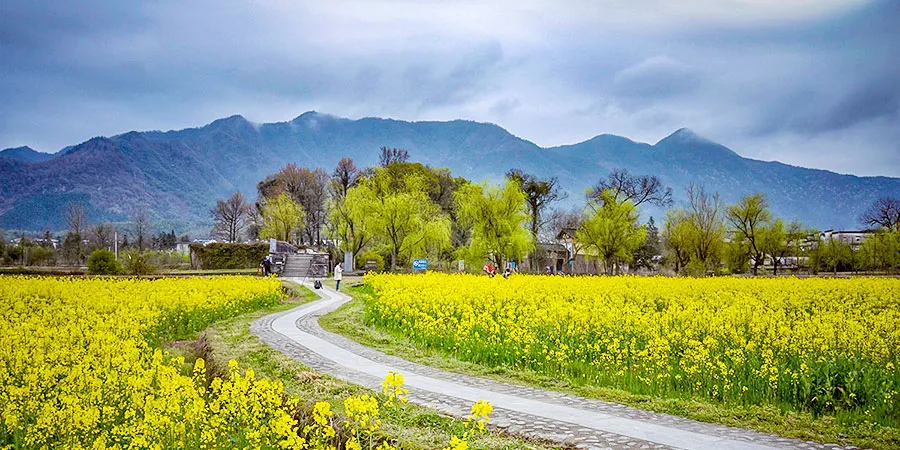 Rape Flowers in Shexian County in March