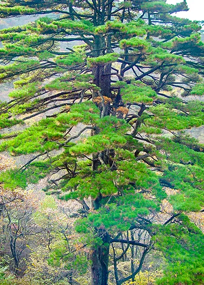 Towering Pine Tree on Huangshan Mountain