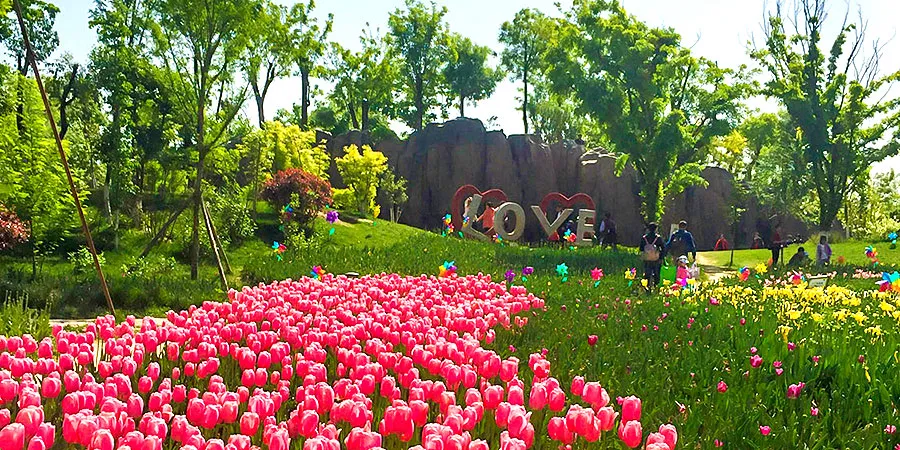 Blooming Tulips in Xiamen in February