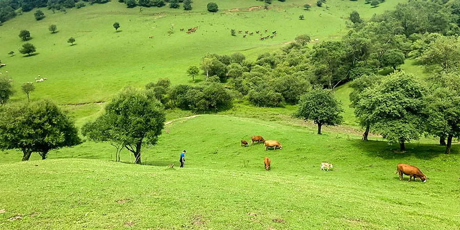 Vast Grassland in Hohhot