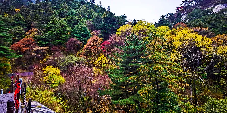 Vegetation on Mount Huashan
