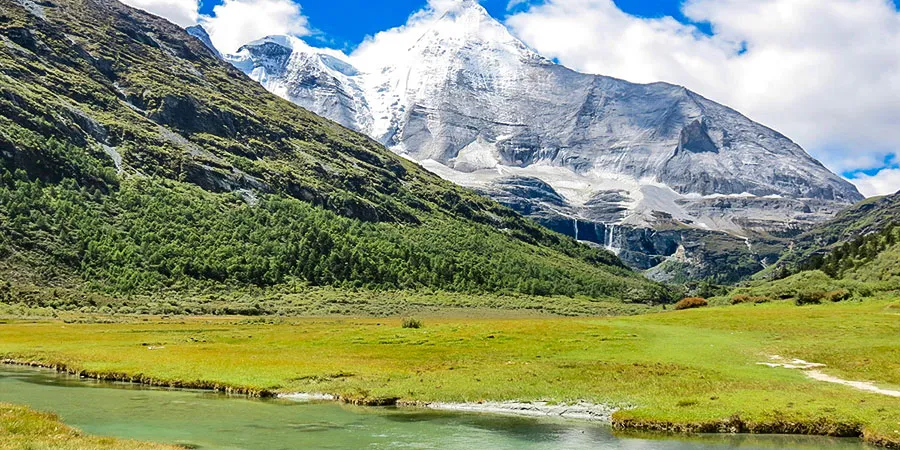 Vibrant Grassland in Summer