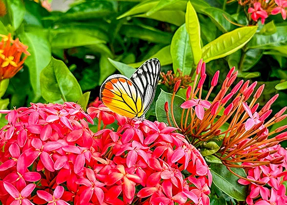 Vividly Blooming Flowers