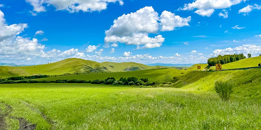 Vividly Green Grassland