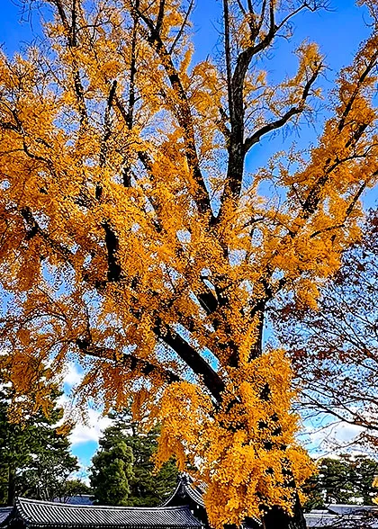 Ginkgo Tree Near the Gate
