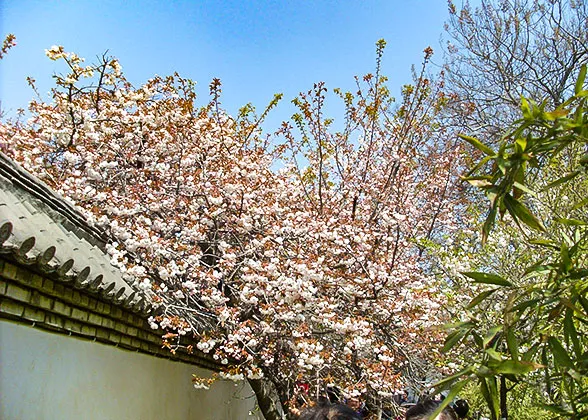 Cherry Blossoms in Spring in Xiamen
