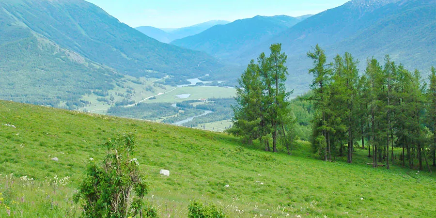 Lush Grassland in May