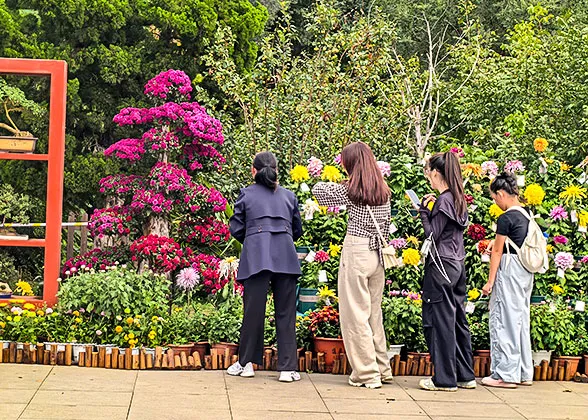 Chrysanthemum Show in November