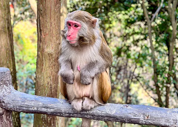 Monkey in Zhangjiajie National Forest Park
