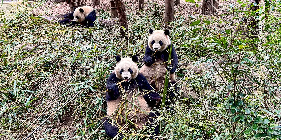 Lovely Pandas at Chengdu Panda Base