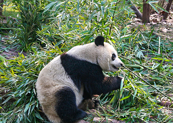 Pandas in the Early Morning