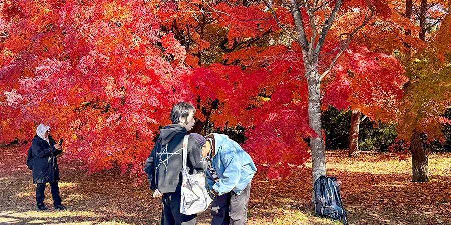 Autumn Leaves in Chengdu