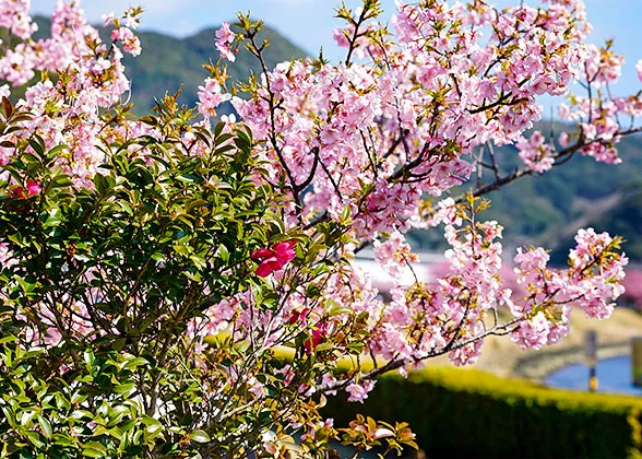 Beautiful Cherry Blossoms
