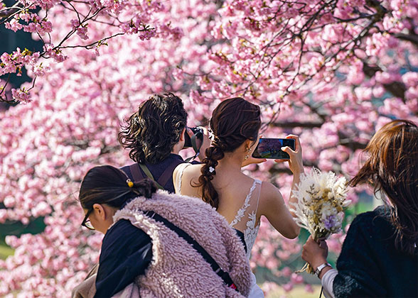Cherry Blossom Season