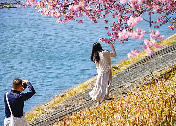 Cherry Blossoms in the Park