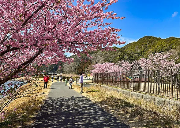 Cherry Blossoms in Spring