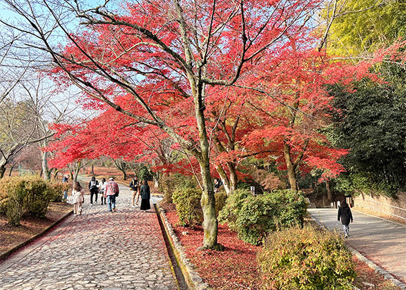 Colorful Autumn Leaves in November