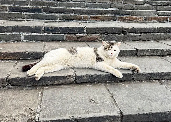 Cute cat on the Mutianyu Great Wall