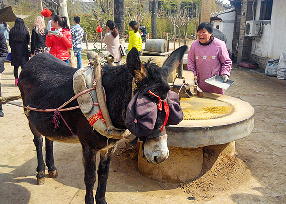 Donkey in Yuanjiacun Folk Village