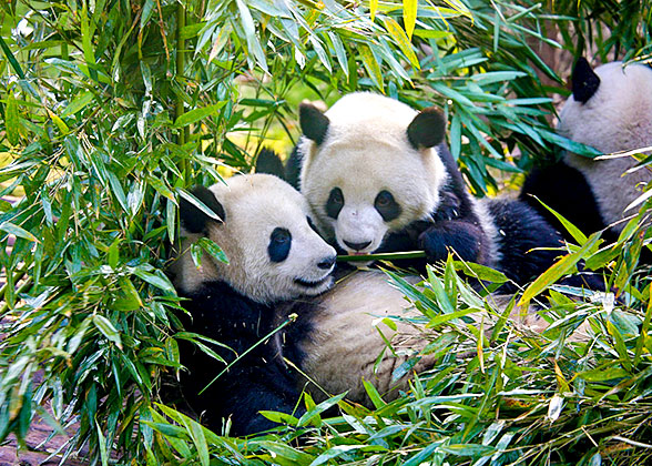 Dujiangyan Panda Base