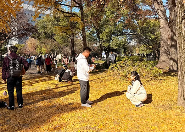Golden Fall Foliage View in Chengdu