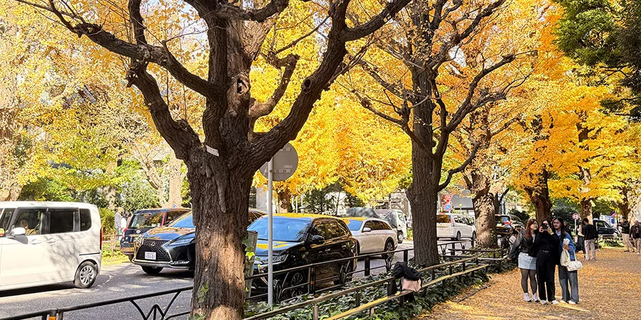 Beautiful Golden Leaves