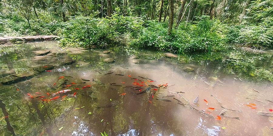 Clear Water and Active Fish at Golden Whip Stream