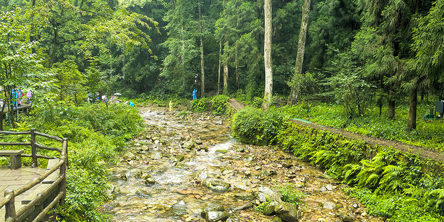 Golden Whip Stream in Rain