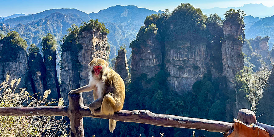 Wild Monkeys in Huangshi Village