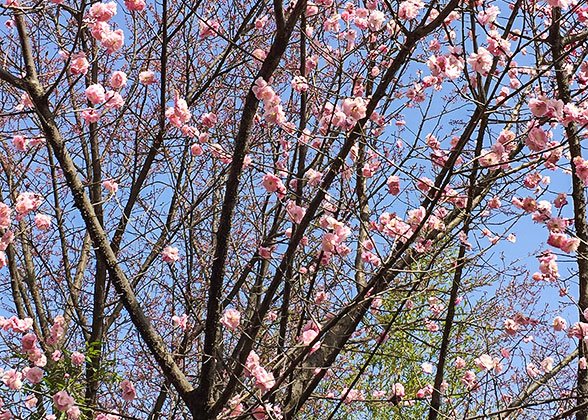 Spring Blossom of Huashan Mountain