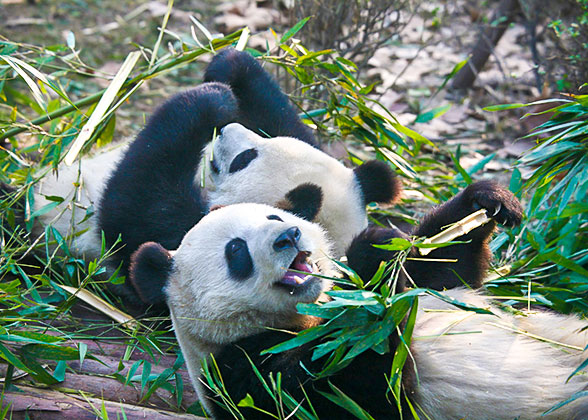 Lovely Pandas in Chengdu