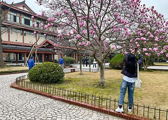 Magnolia Flowers in Chengdu
