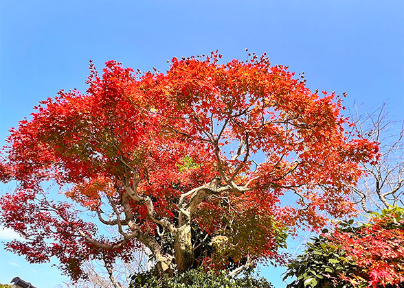Fiery Maple Leaves in Mt. Huashan's Autumn