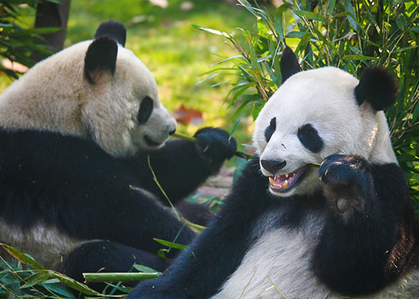 Gaint Panda at Chongqing Zoo