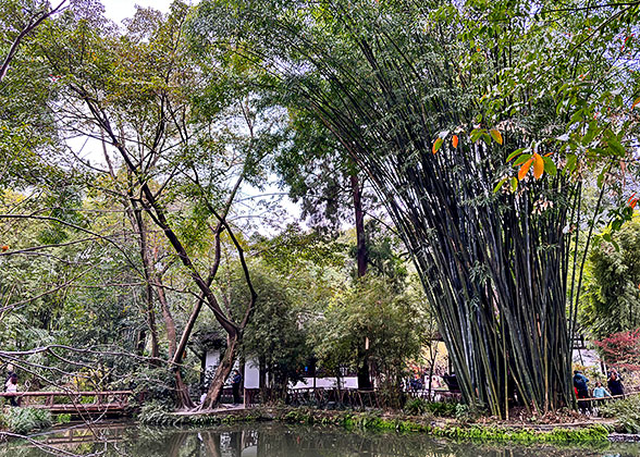 Tranquil Environment