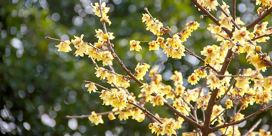 Plum Blossoms in Parks