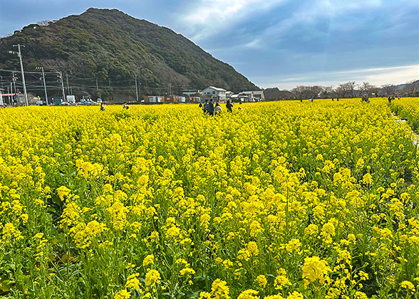 Blooming Rapeseed Flowers