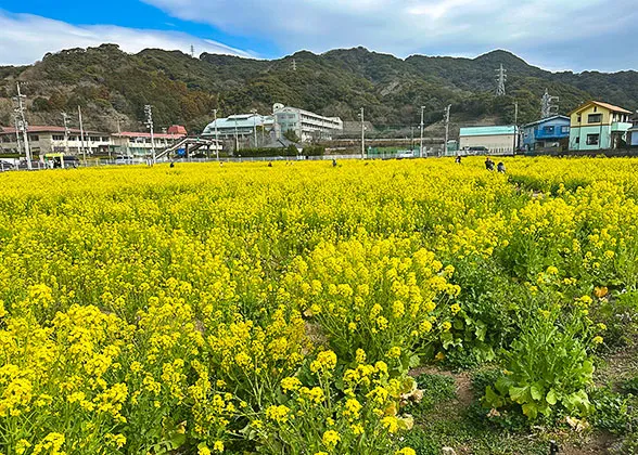 Rapeseed Flowers