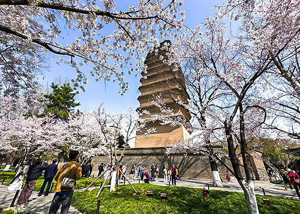 Small Wild Goose Pagoda with Cherry Blossoms