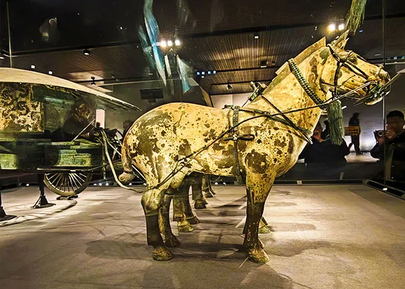 Muscular and Strong Horses