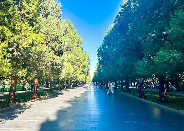 Ancient Cypress Pathway, Temple of Heaven