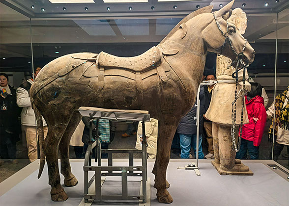 Saddle Horse for Cavalry Warrior