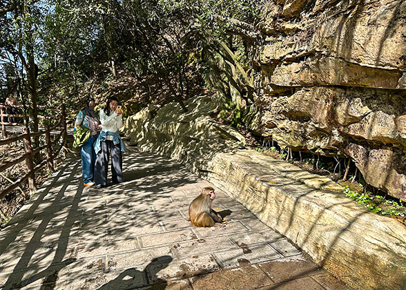 Wild Monkey at Tianzi Mountain