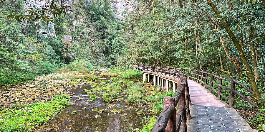 Wooden Boardwalk along Golden Whip Stream
