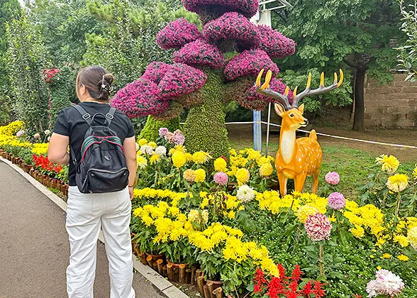 Chrysanthemum Exhibition in Wuhan's Autumn