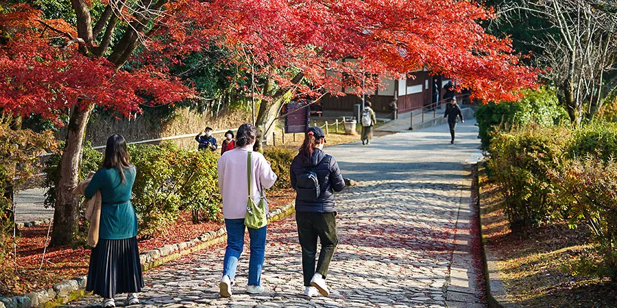 Attractive Foliage in Wuhan's Autumn