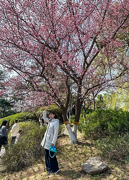 Admire Cherry Blossoms in Wuhan's Spring